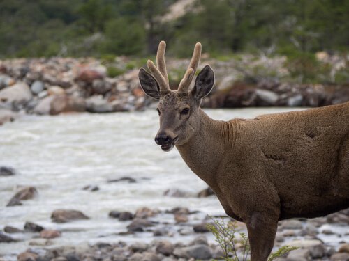 Huemul
