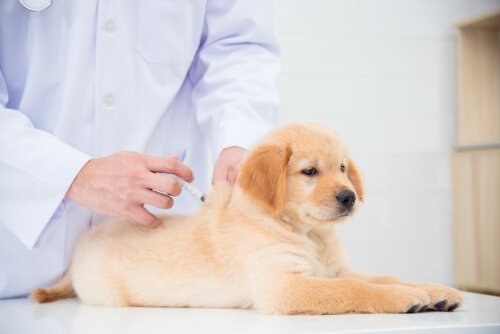 tratamento da cinomose canina