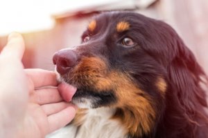 Cio das cadelas: sintomas e comportamentos