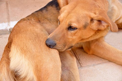 Claritin para cães: tudo que você precisa saber
