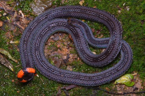 Cobra coral malaia azul