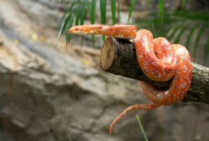 Cobra do milho: características, comportamento e hábitat