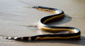 5 cobras marinhas