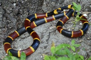 Características da temida cobra coral