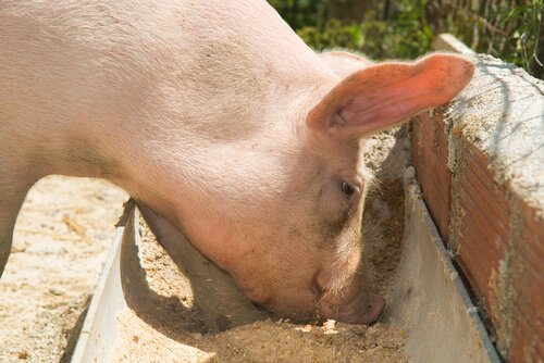 Comida para porcos: como escolher a melhor opção