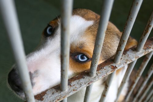 adotar um cachorro abandonado