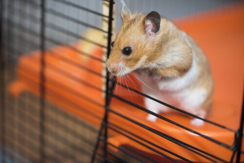 Hamster em gaiola