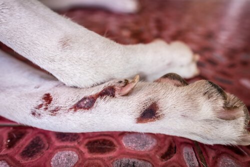 dermatite acral em cães