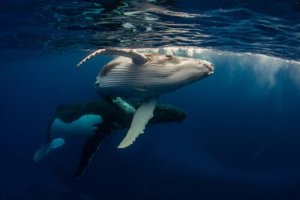 Como as baleias e outros cetáceos se comunicam?