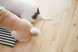 Como seu cachorro se comunica através da cauda