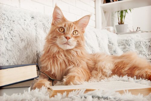 maine coon: cuidados