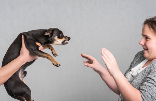 Menina se defendendo de cão agressivo