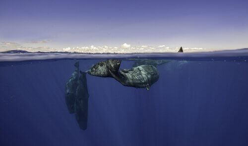 as baleias e outros cetáceos se comunicam