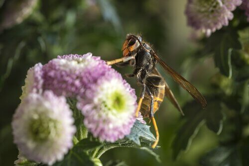 conheça a vespa asiática