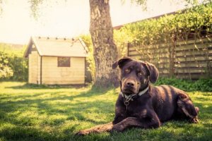 14 dicas para construir uma casa para cães
