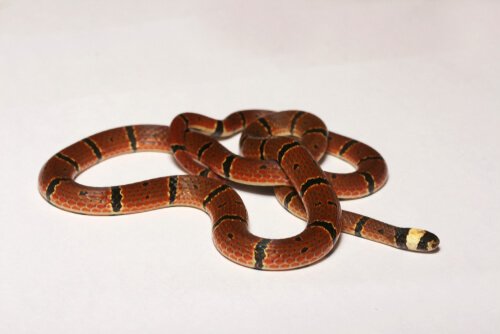 cobra coral MacClelland