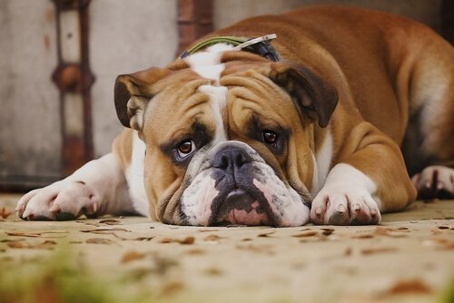 7 coisas que os cães odeiam que você faça