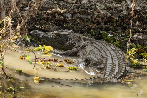 Crocodilo de água salgada
