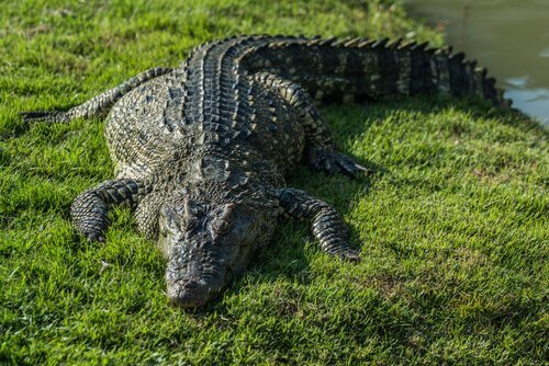 Crocodilo do Nilo