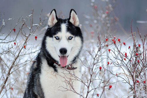 Por que o husky siberiano tem olhos azuis?