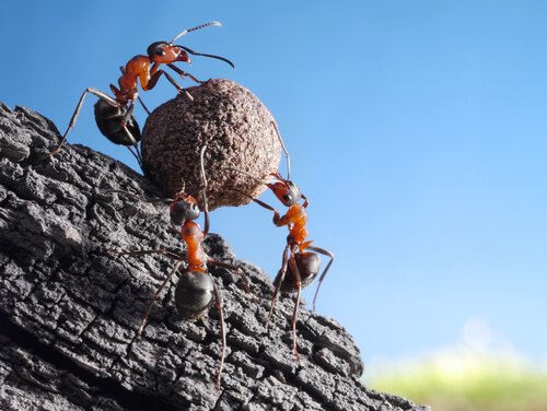 Curiosidades sobre as formigas