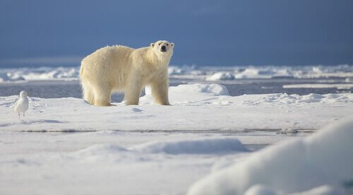 os ursos polares: curiosidades
