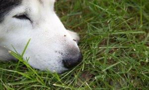 Cuidando de cães com Zika vírus
