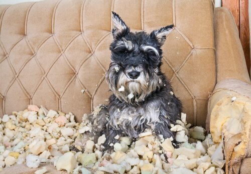 cão destruidor do sofá