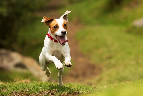 Cachorro correndo