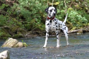 O dálmata: uma das raças de cães mais populares e conhecidas