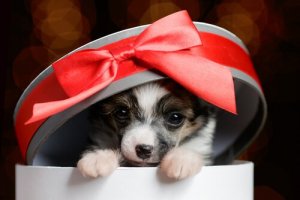 4 dicas para dar um animal de estimação como presente