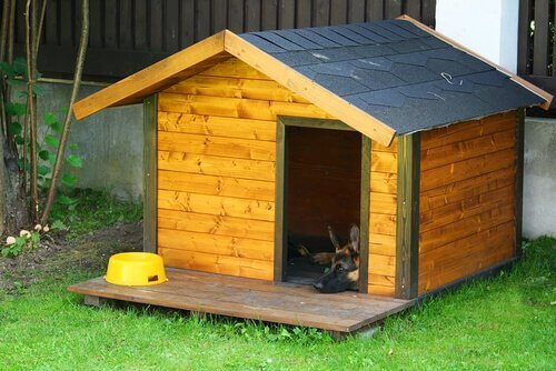 casa para cães