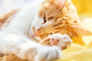 Demência senil em gatos: sintomas e tratamento