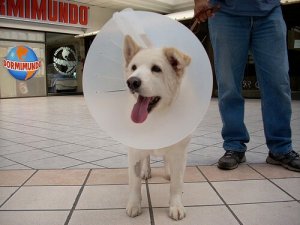 Dermatite acral em cães causada por lambidas