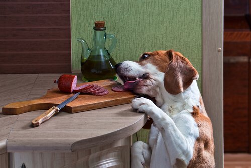 Cachorro comendo salame