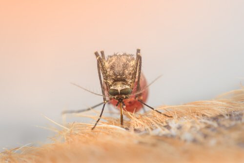 Mosquito transmissor do vírus da Zika