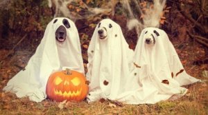 6 doenças caninas de outono