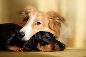 Benefícios de ter dois cães em casa