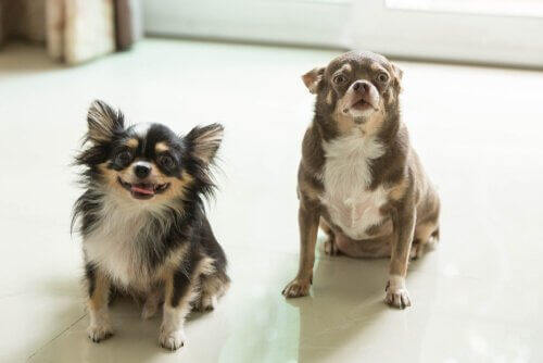 Dois cães em casa: saiba os benefícios
