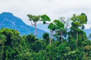 Os 5 principais ecossistemas do mundo