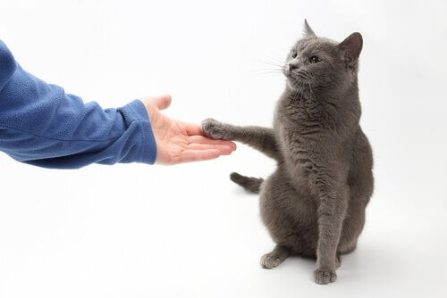 Gato dando a pata para o dono