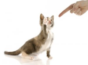 É possível educar seu gato? Saiba aqui!