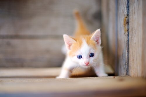 Gatinho