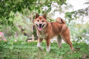 Dicas para educar um Shiba Inu