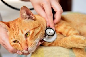 Epilepsia em gatos: o que você deve saber sobre