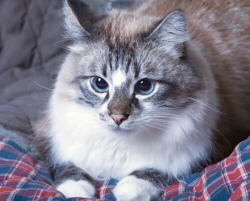 Gato deitado na cama