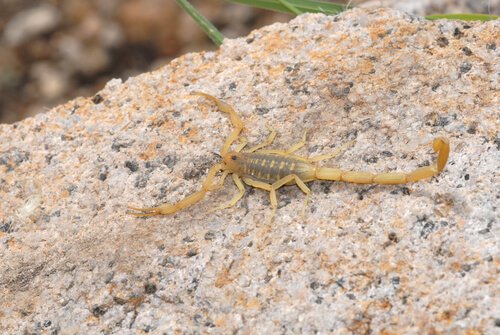 Escorpião do Arizona
