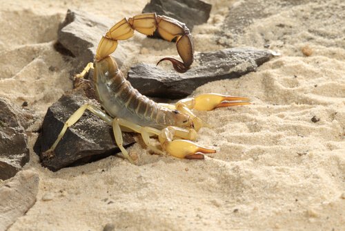 Escorpião-de-cauda-grossa