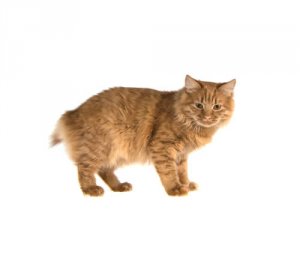 Espinha bífida em gatos