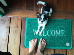 Como evitar que os cães pulem para dizer olá